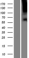 TBC1D3 (TBC1D3F) Human Over-expression Lysate