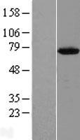 C12orf26 (METTL25) Human Over-expression Lysate