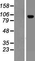LRRC8C Human Over-expression Lysate