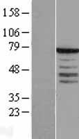 Synaptotagmin 3 (SYT3) Human Over-expression Lysate