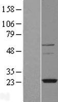 TMEM126A Human Over-expression Lysate