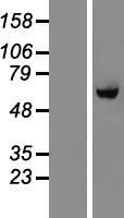 BTBD10 Human Over-expression Lysate