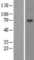 C4orf14 (NOA1) Human Over-expression Lysate