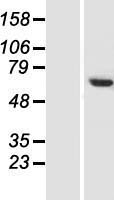 CCDC77 Human Over-expression Lysate