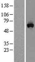 MON1A Human Over-expression Lysate