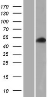 MXRA8 Human Over-expression Lysate