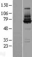 COG8 Human Over-expression Lysate