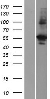 PRAS40 (AKT1S1) Human Over-expression Lysate