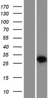 HVCN1 Human Over-expression Lysate