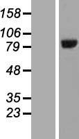 HOOK3 Human Over-expression Lysate