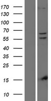 PINK1 Human Over-expression Lysate