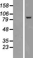 PCDHGC4 Human Over-expression Lysate