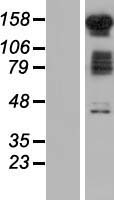 FAM120B Human Over-expression Lysate