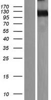 MEGF10 Human Over-expression Lysate