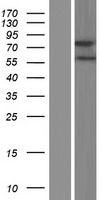 ZMAT1 Human Over-expression Lysate