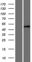 LCOR Human Over-expression Lysate