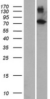 ZNF333 Human Over-expression Lysate