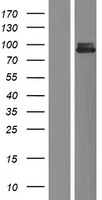BRSK1 Human Over-expression Lysate