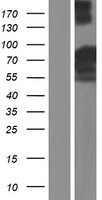 LZTS2 Human Over-expression Lysate