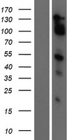 MAML2 Human Over-expression Lysate