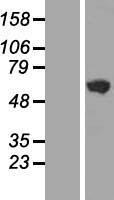 GHDC Human Over-expression Lysate