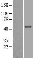 EFS Human Over-expression Lysate