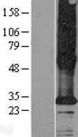 TMEM185A Human Over-expression Lysate