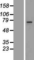 RFX4 Human Over-expression Lysate