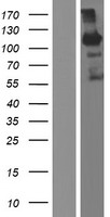 KRBA1 Human Over-expression Lysate