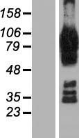 AFAP1L2 Human Over-expression Lysate
