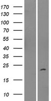 IMMP2L Human Over-expression Lysate