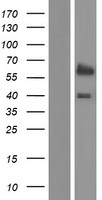 GLIS2 Human Over-expression Lysate