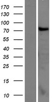CCDC62 Human Over-expression Lysate