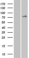 EMR3 (ADGRE3) Human Over-expression Lysate