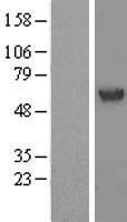 PHACS (ACCS) Human Over-expression Lysate