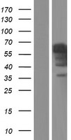 INSM2 Human Over-expression Lysate
