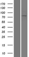 LOXL3 Human Over-expression Lysate
