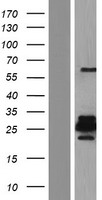 GJA10 Human Over-expression Lysate