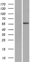 USP30 Human Over-expression Lysate