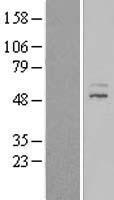 ZNF577 Human Over-expression Lysate