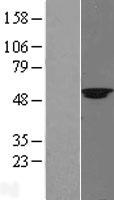 KMT5C Human Over-expression Lysate