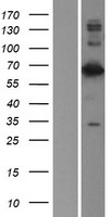 Lamin B2 (LMNB2) Human Over-expression Lysate