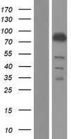 Bestrophin 3 (BEST3) Human Over-expression Lysate