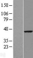 RTN4IP1 Human Over-expression Lysate