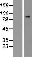 PLCD4 Human Over-expression Lysate