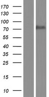 BUD13 Human Over-expression Lysate