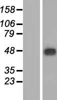 MFSD9 Human Over-expression Lysate