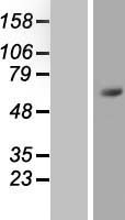 ZNF496 Human Over-expression Lysate