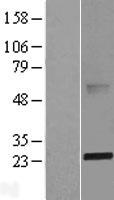 ABHD14B Human Over-expression Lysate