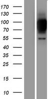 ZNF341 Human Over-expression Lysate